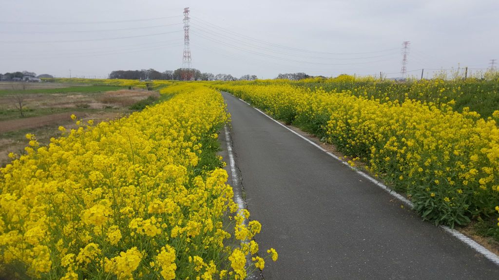 荒川サイクリングロードの菜の花畑