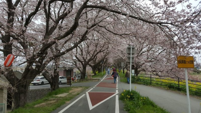 吉見町のさくら堤