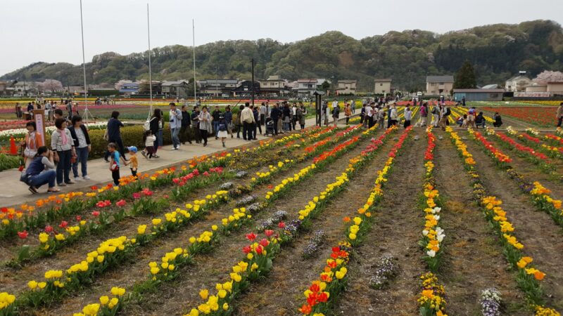 羽村市のチューリップ祭り