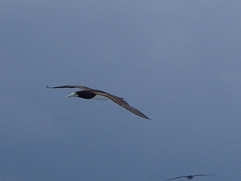 与那国島付近の海鳥