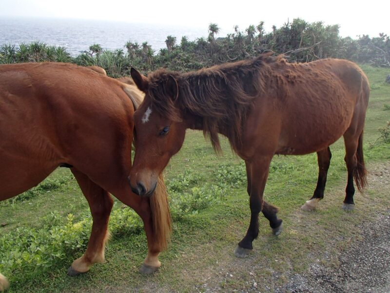 与那国島の馬