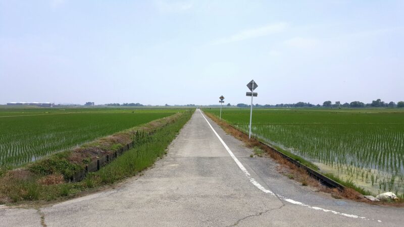 荒川サイクリングロードの田んぼ