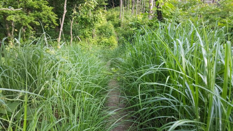 入山峠付近の藪