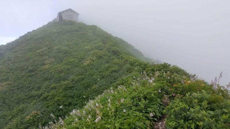 ユートピア登山道のお花畑