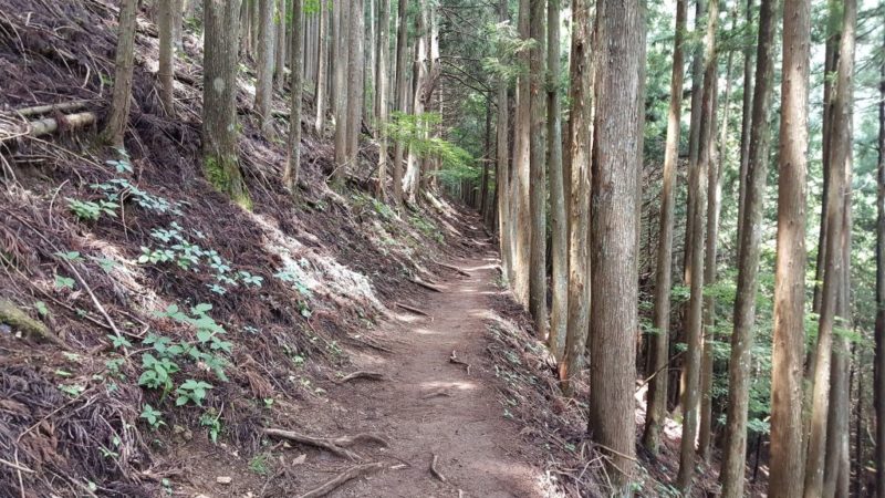 鴨沢からの登山道