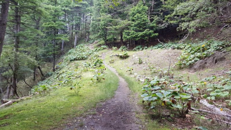 石尾根縦走路