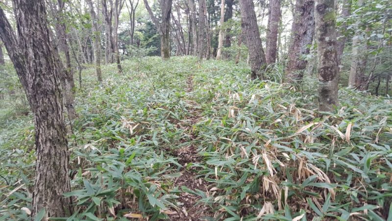 丸山の笹