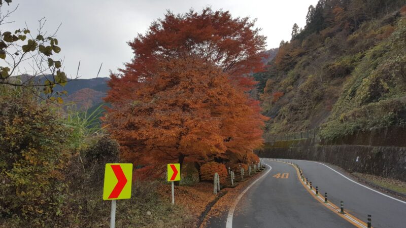 奥多摩周遊道路の紅葉