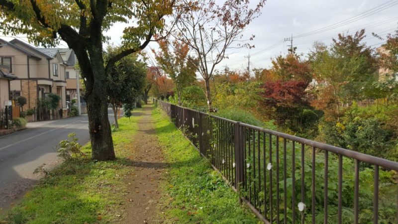 玉川上水の南側遊歩道