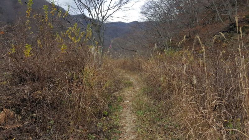 登山口に続く藪道