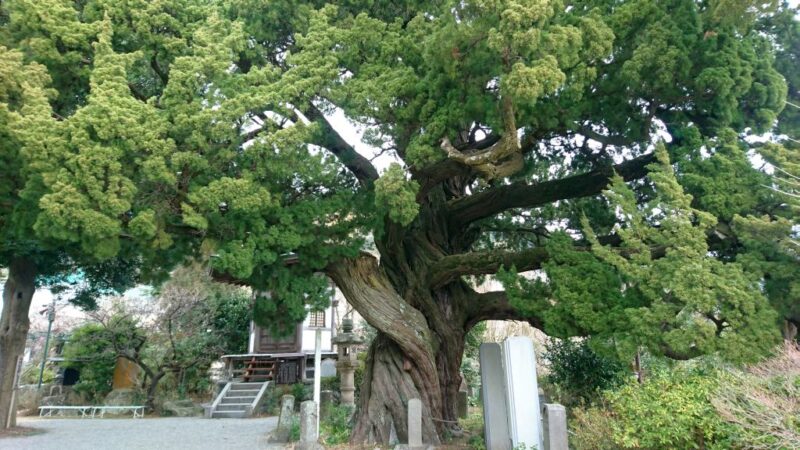 城願寺のビャクシン