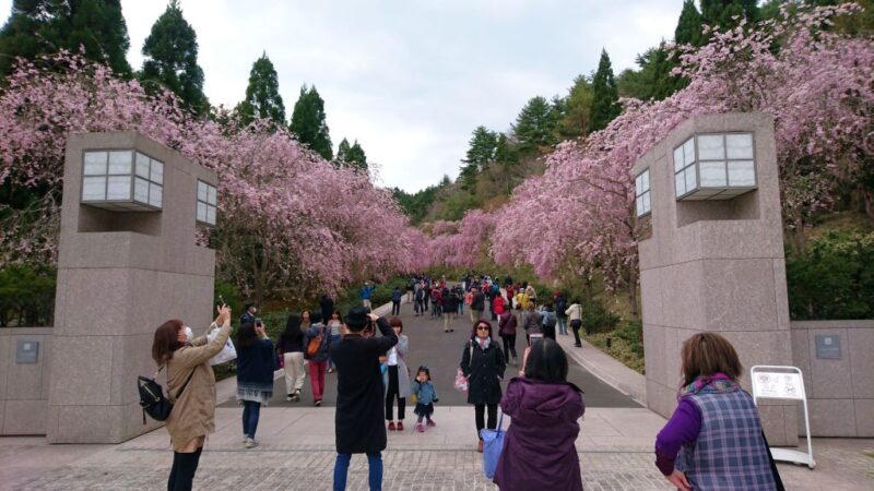 ミホミュージアムの花見