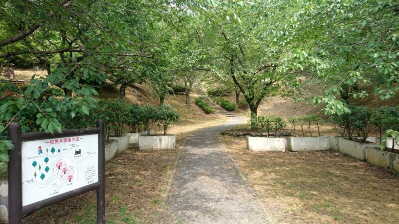 青梅の永山公園