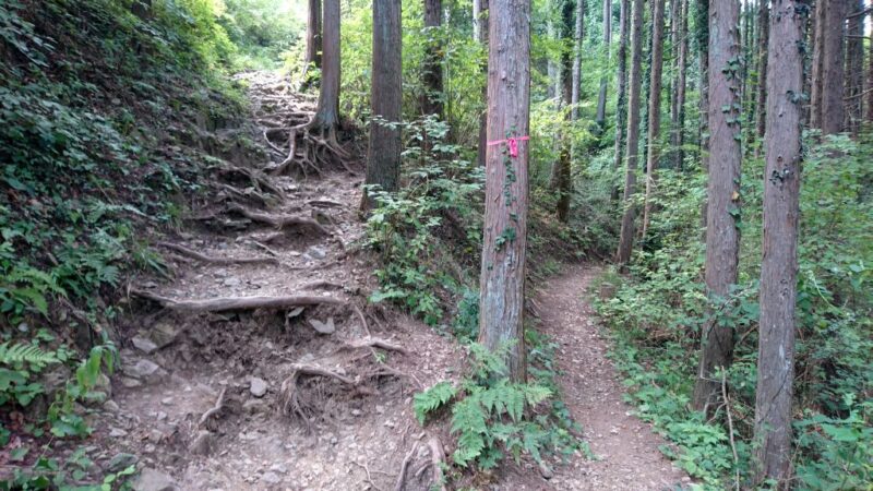 青梅丘陵ハイキングコースの分岐点