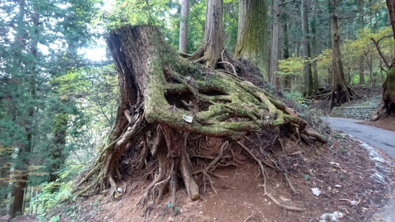 御岳山、参道の杉の木