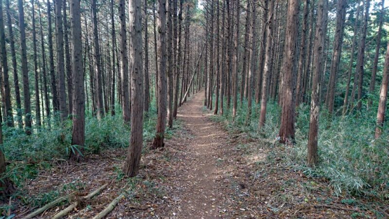 滝山城に続く古峰ヶ原園地