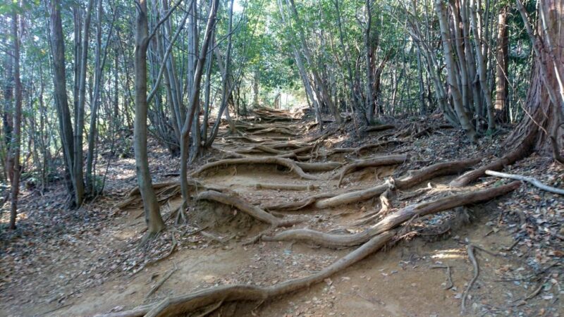 高尾山の稲荷山ルートの木の根