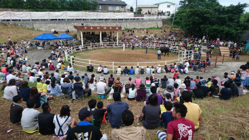 徳之島の闘牛会場