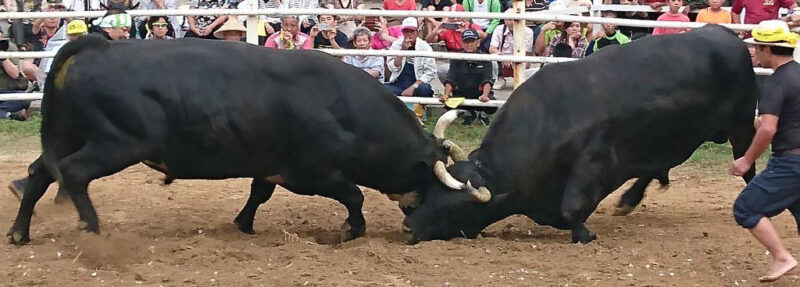 徳之島の闘牛（横綱戦）